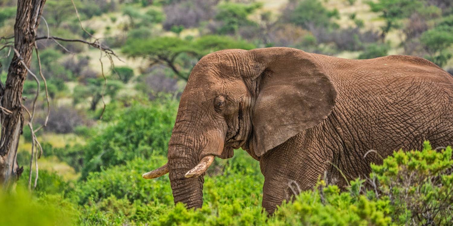 samburu flying safari