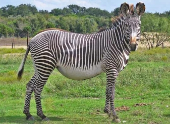 Zebra in Samburu