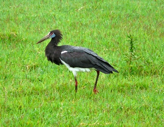 Abdim's Stork in Samburu