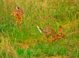 African Hares in Samburu