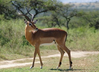 Antelope in Samburu
