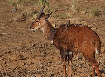 Bushbucks in Samburu
