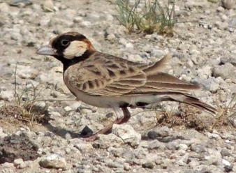 Fischer's Sparrow Larks in Samburu