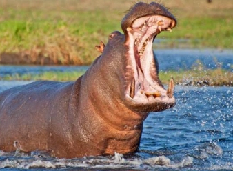 Hippos in Samburu