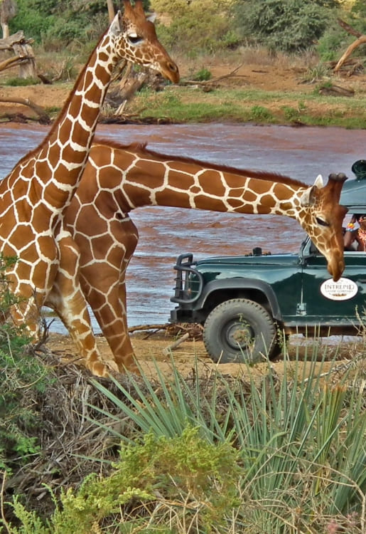 Samburu Safari