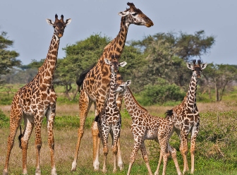 Giraffes in Samburu