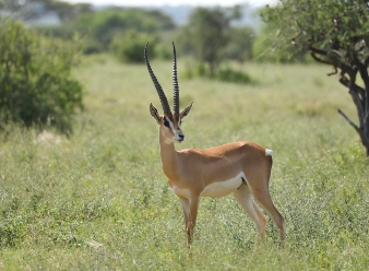 Impala in Samburu