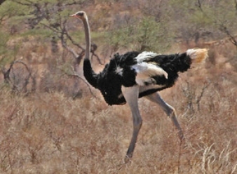 Ostrich in Samburu