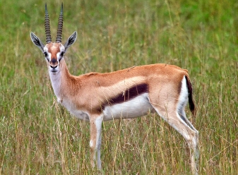 Thomson's Gazelles in Samburu